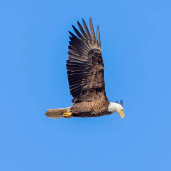Birds of Prey
