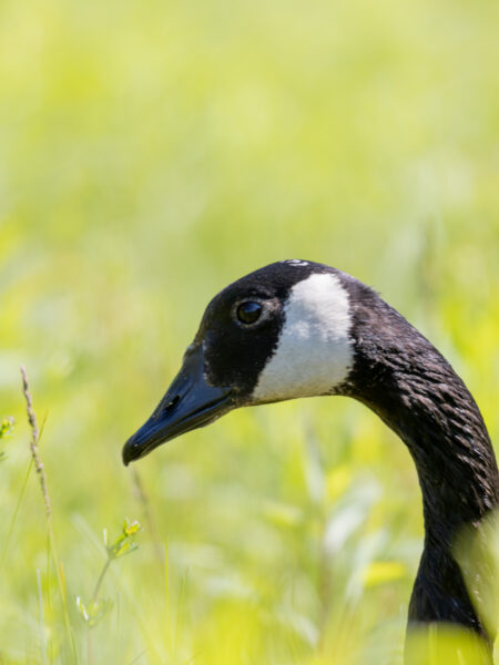 Shorebirds / Water fowl