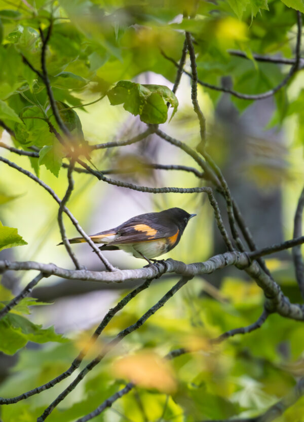 male