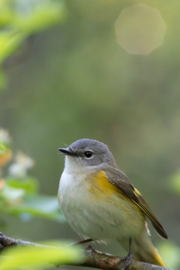 Female