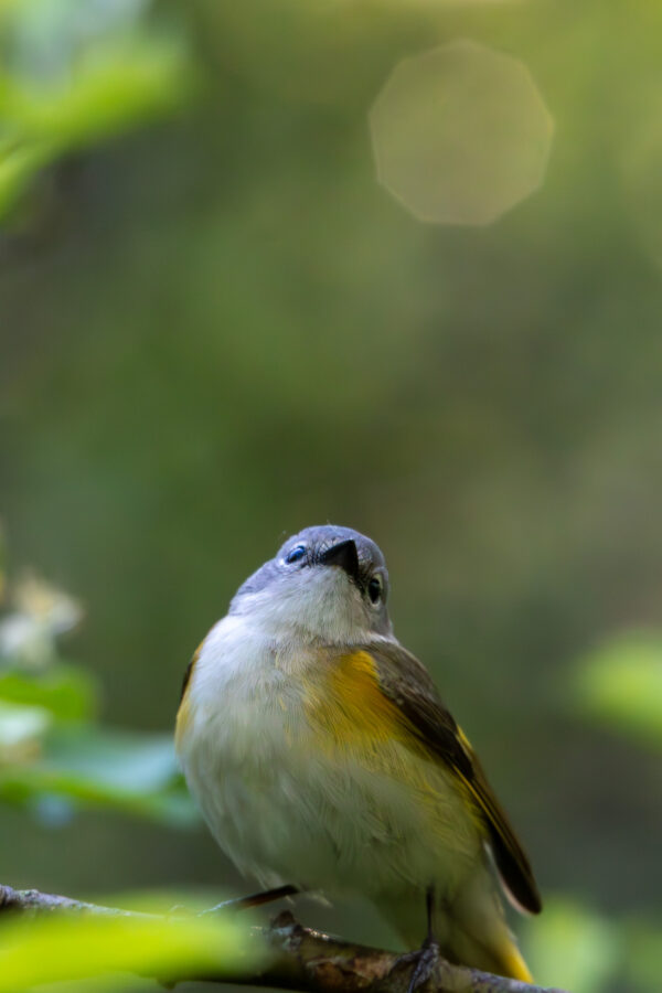 Female