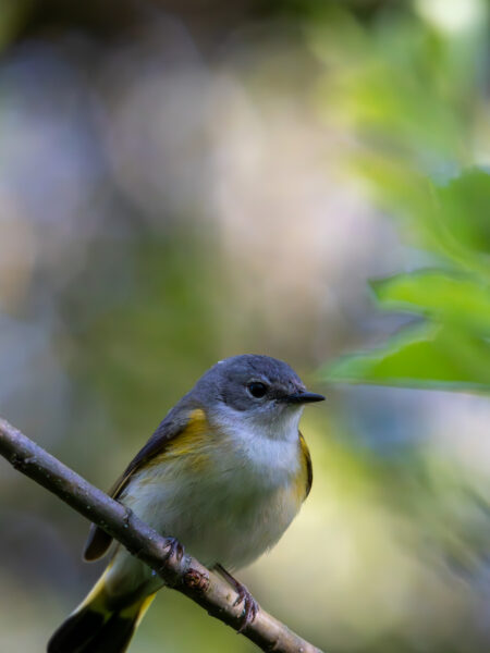 Song Birds