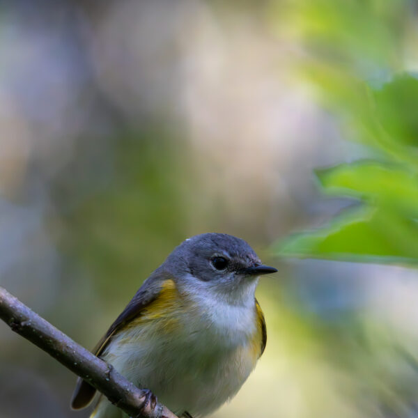 Song Birds