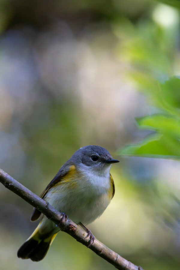 Female