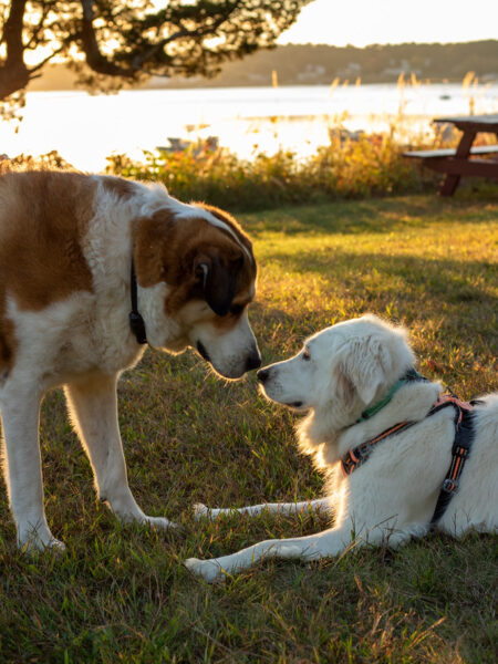 Dogs