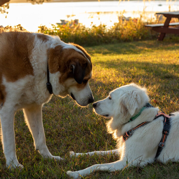 Dogs